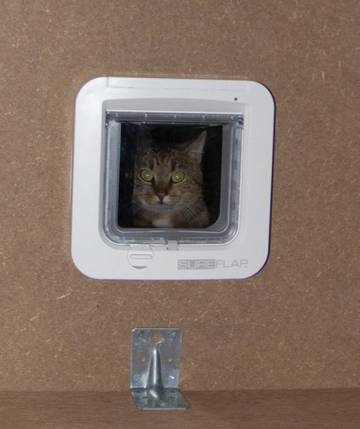 Katze schaut durch Katzenklappe