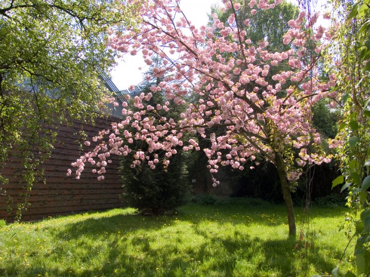 Kirschblüte in Herne <3