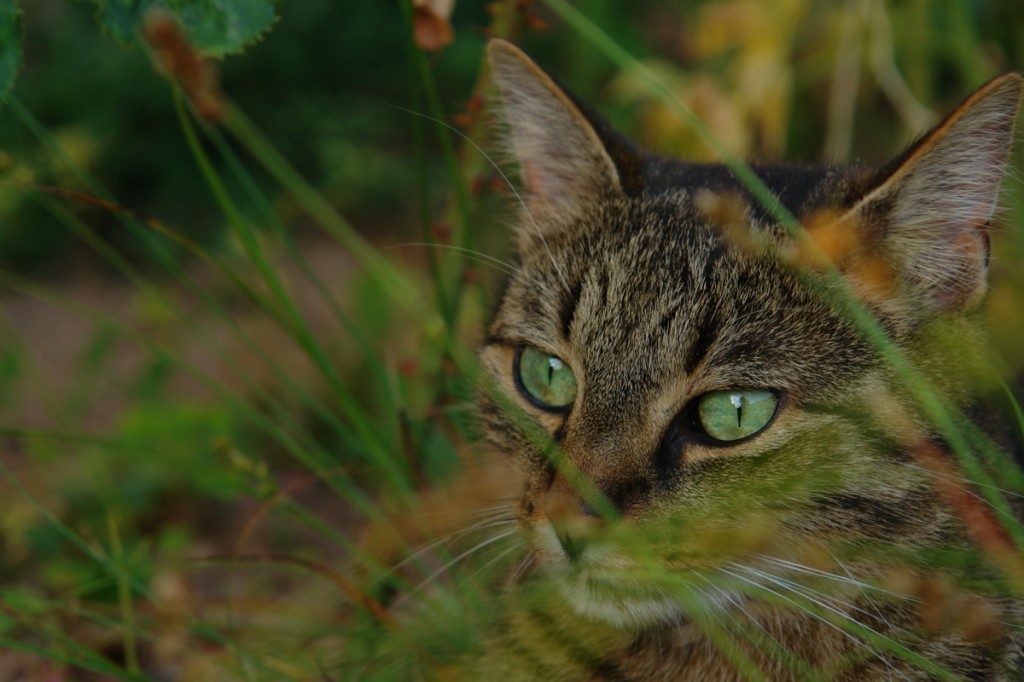 Meine Katze mit grünen Augen im Gras