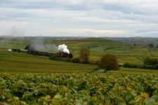 Rebenbummler, Kaiserstuhl