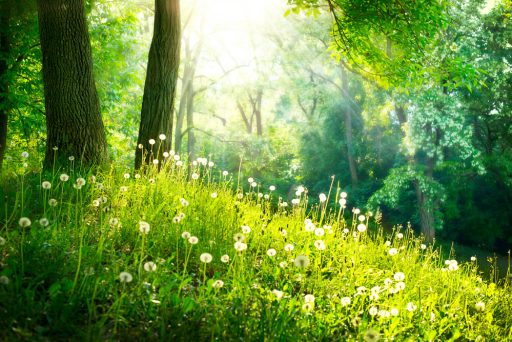 Waldlichtung mit Pusteblumen