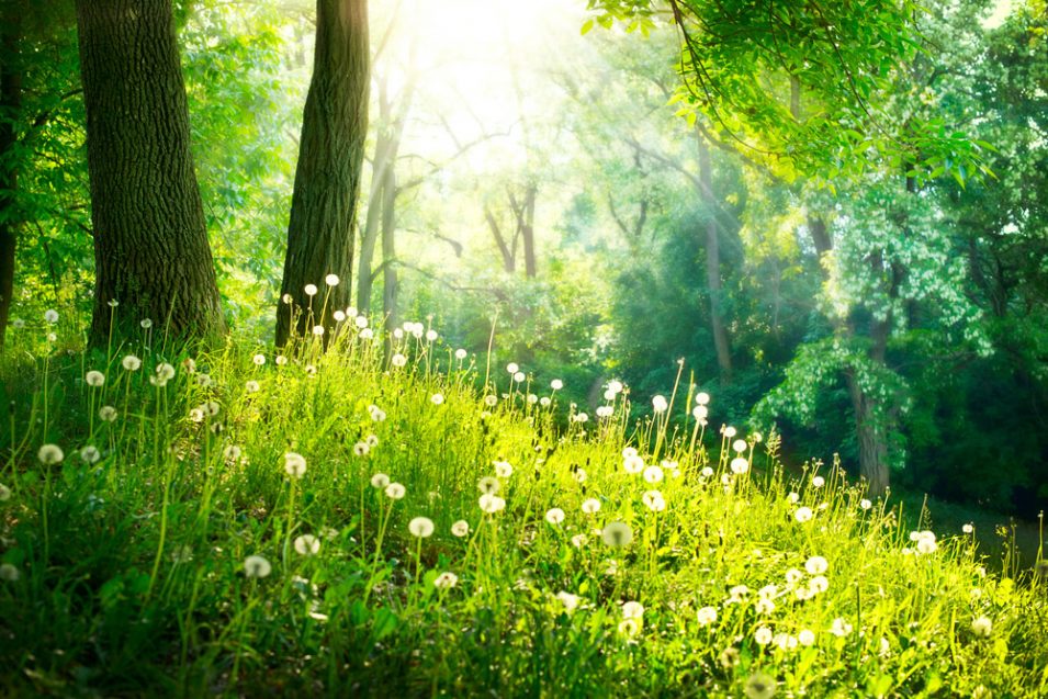 Waldlichtung mit Pusteblumen