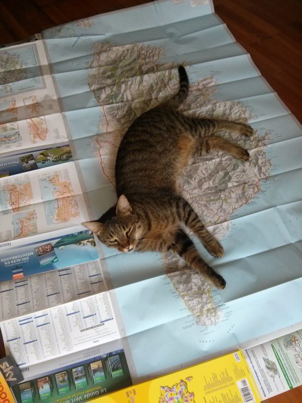 Fun with Maps – Cat Edition