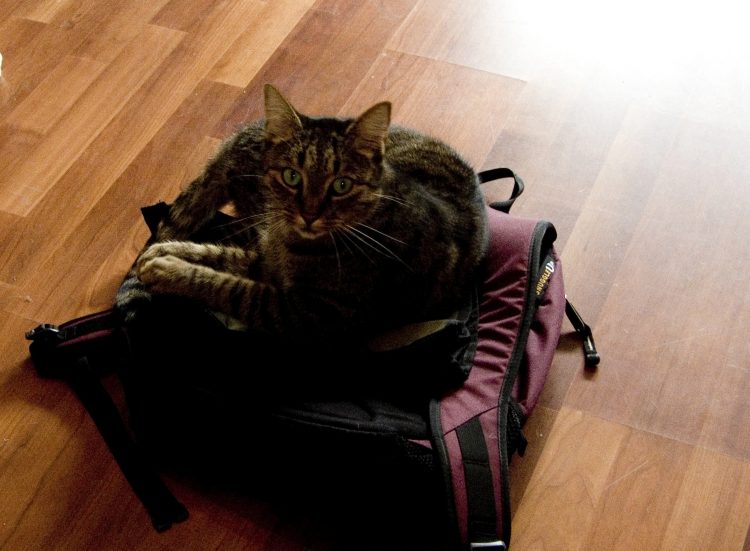 Kater auf Rucksack