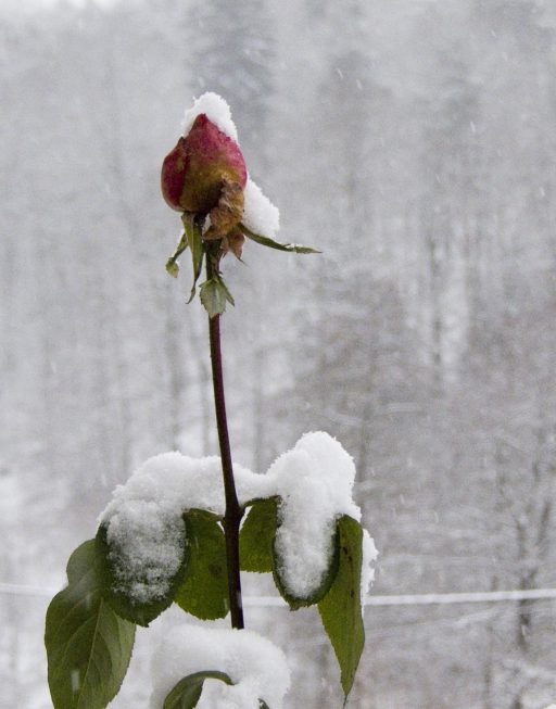 Rose im Schnee