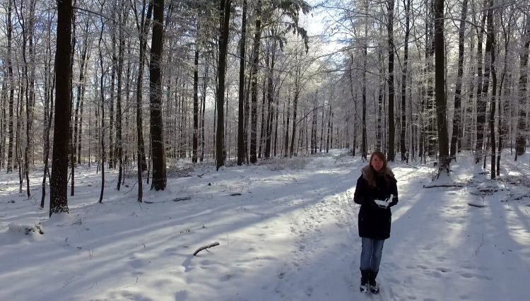 Drohne fliegen im Wald (Heidelberger Königstuhl)