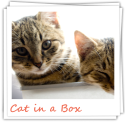 zur Katzenbilder-Galerie Cat in a box