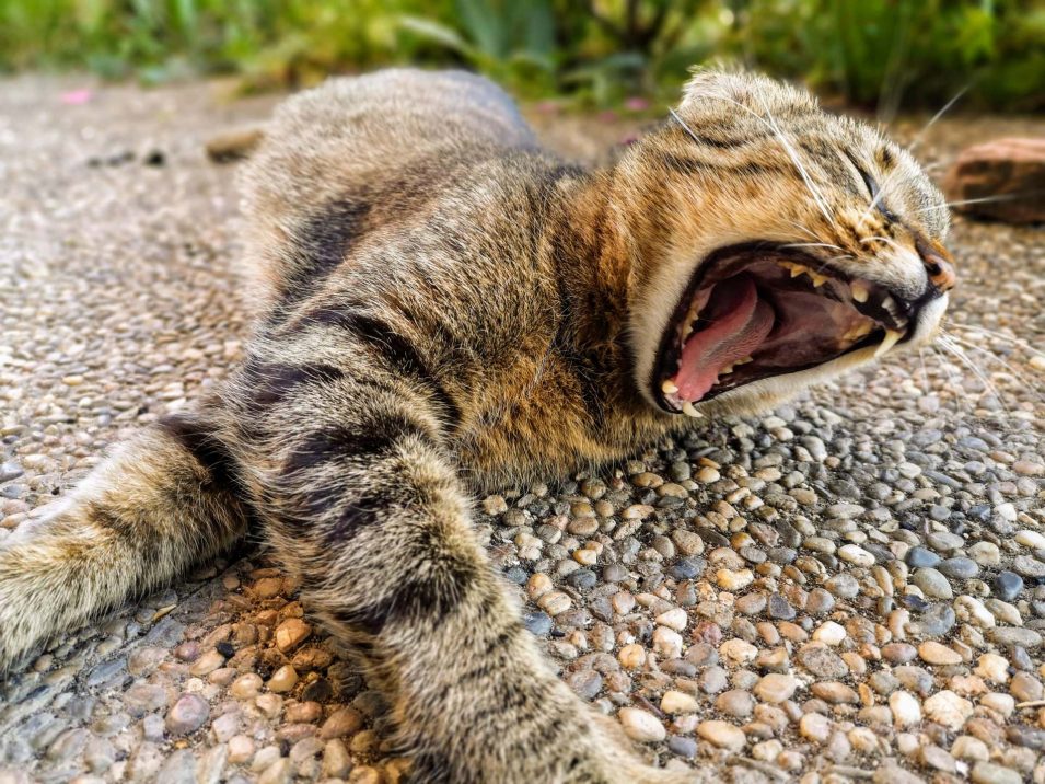 Kater Lopi auf Terrasse