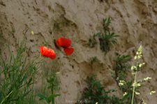 Mohnblumen in der Sonne