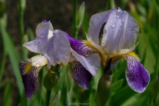 Lila Blume mit Regentropfen in Schönau