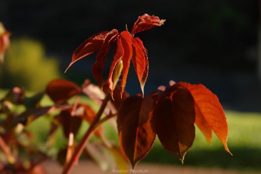 Rosenblätter in der Sonne Schönau