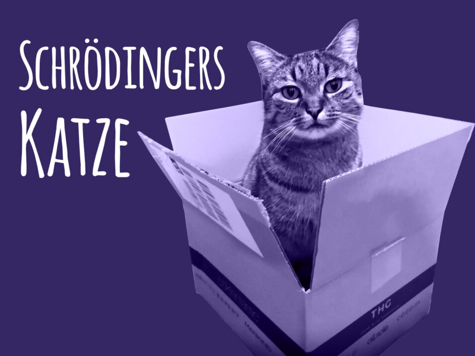 Schrödingers Katze - Gleichzeitig süß und tödlich nervig