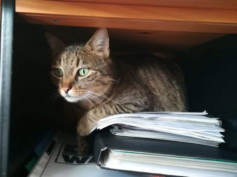 Kater Lopi in Schreibtisch