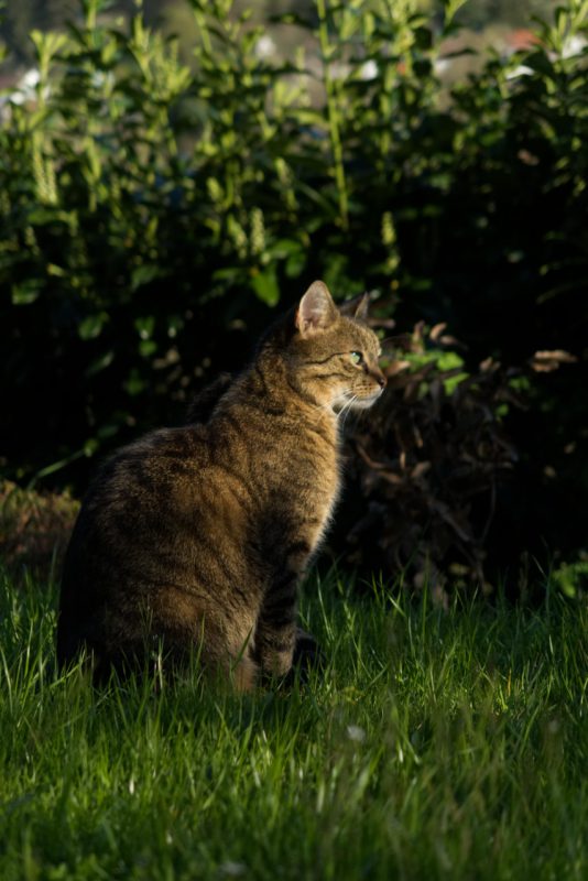 Kater Lopi sitzt im Garten