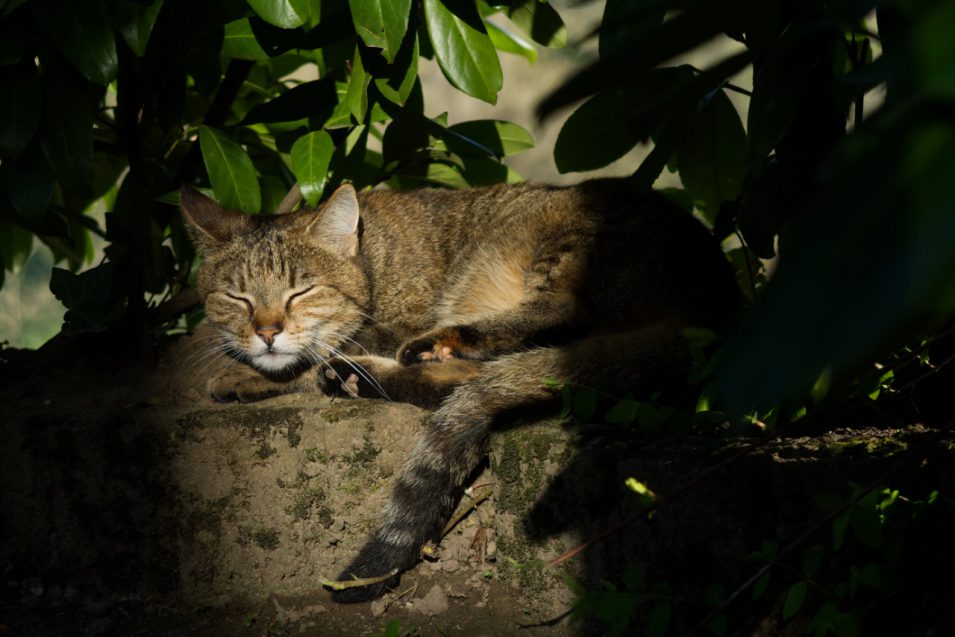 Katze Luna liegt im Garten