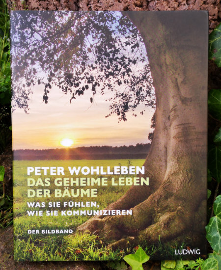 Cover Peter Wohlleben - Das geheime Leben der Bäume