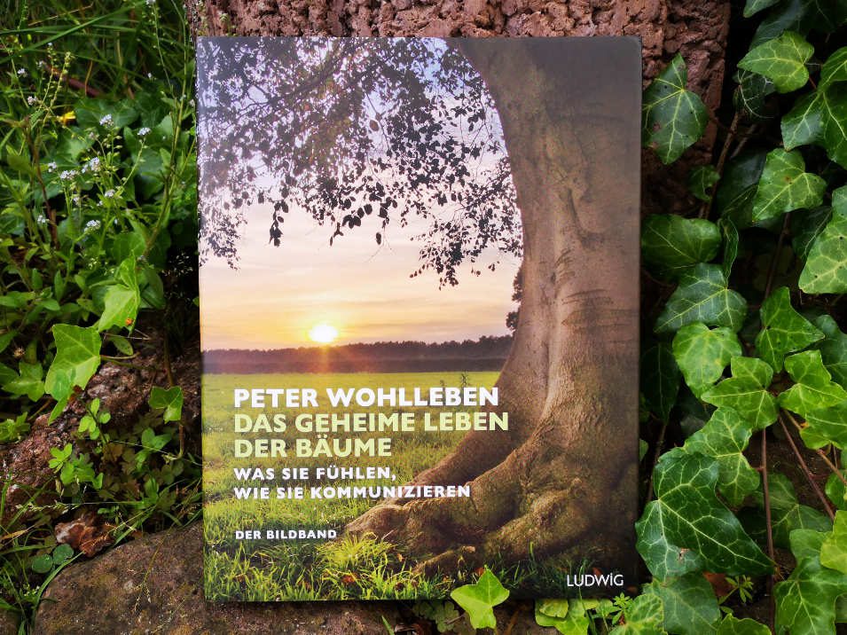 Cover Peter Wohlleben - Das geheime Leben der Bäume