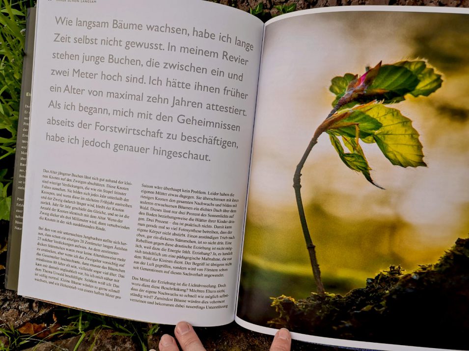 Textseite aus Peter Wohlleben - Das geheime Leben der Bäume