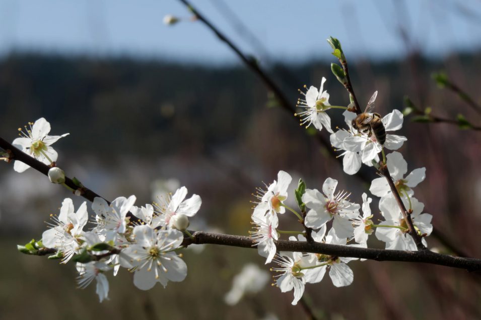 Biene im Frühling