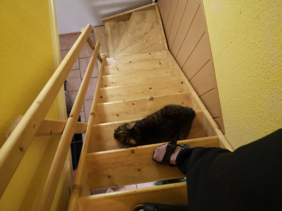 Kater sitzt auf einer Treppenstufe und schaut zu mir nach oben, während ich nach unten will.