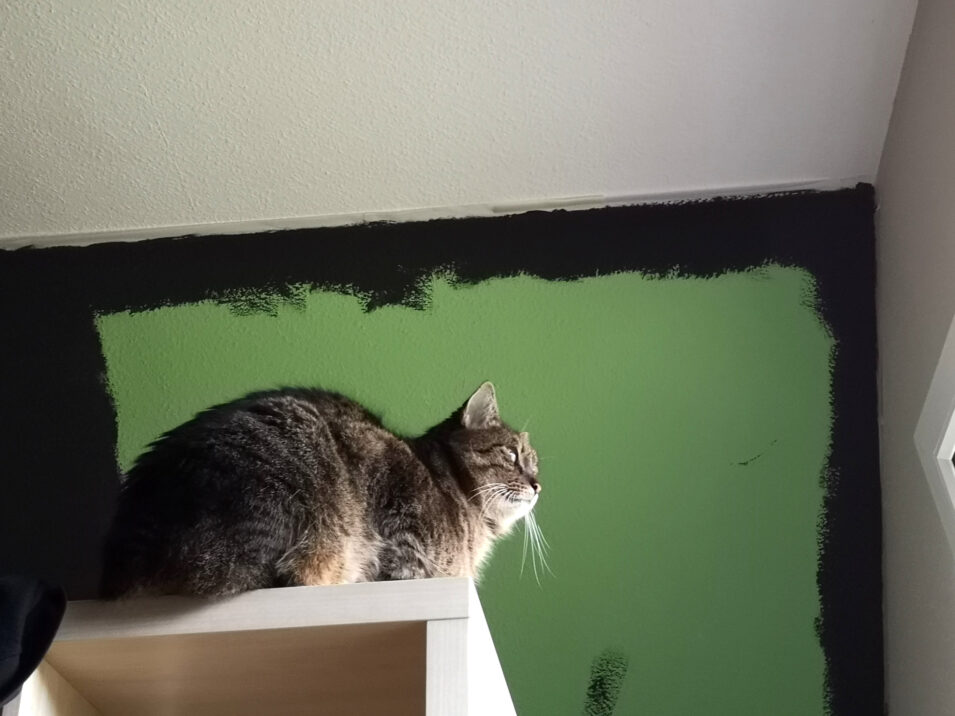 Kater sitzt auf einem Regal im Streamzimmer. Im Hintergrund eine halb fertig gestrichene Dachschräge