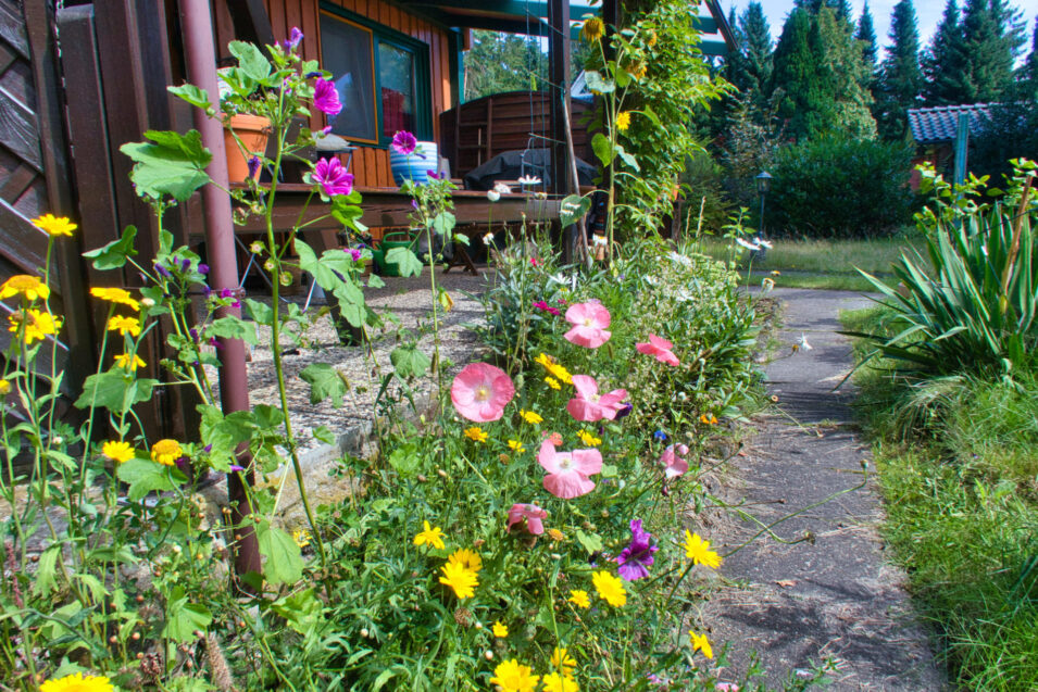 Foto von bunten Blumen vor unserer Veranda