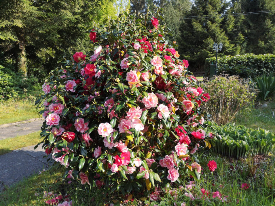 Foto eines Buschs mit pinken Blüten
