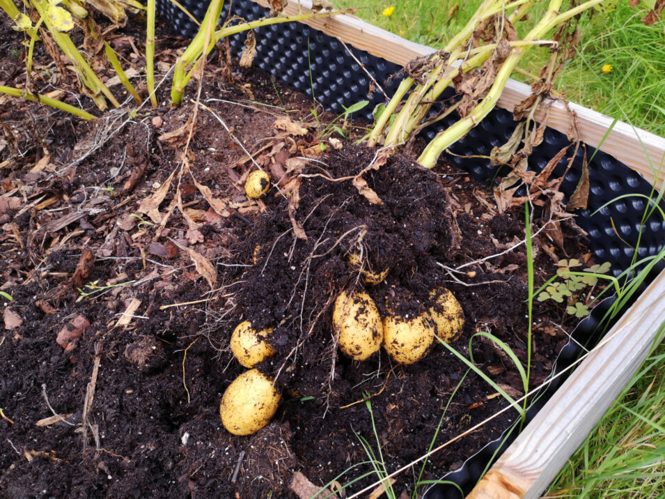 Kartoffelpflanze halb aus dem Boden gezogen mit Kartoffelknollen an den Wurzeln