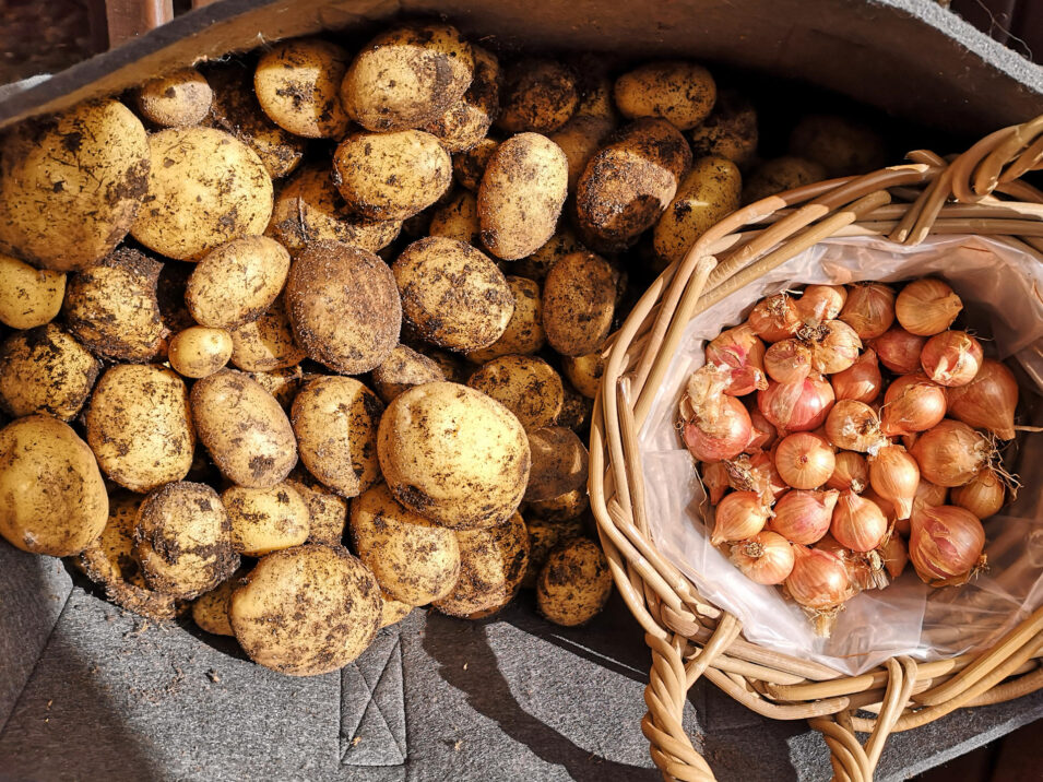 Foto unserer eigenen Kartoffeln und Zwiebeln in einer Tasche bzw. einem kleinen Korb