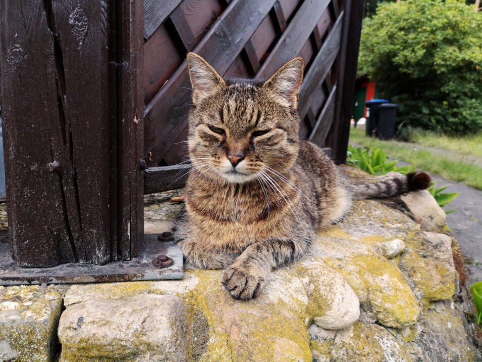 Foto unseres Katers auf der Veranda