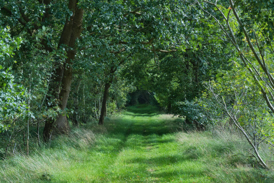 Foto eines grün bewachsenen Weges mitten in einen Wald