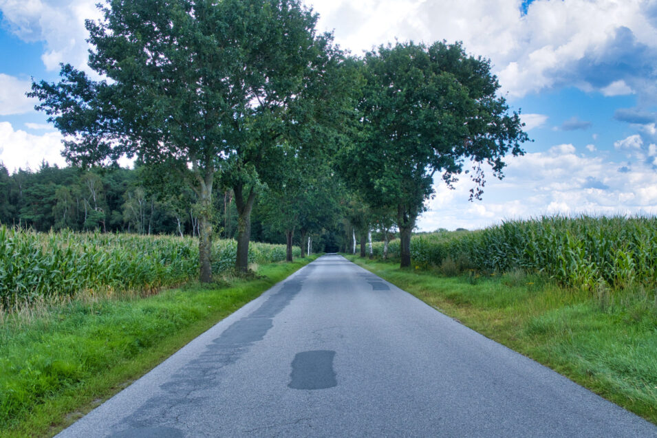 Foto einer Allee mit Maisfeldern daneben