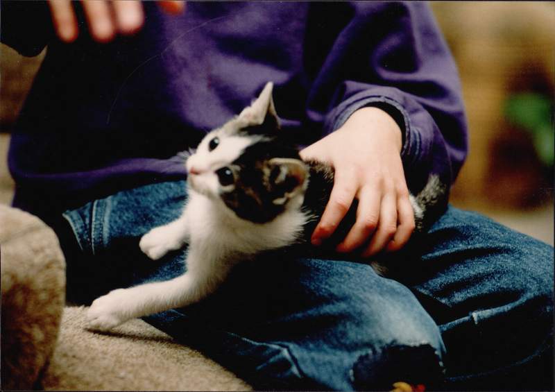 Eine junge Katze liegt auf dem Schoß eines achtjährigen Kindes
