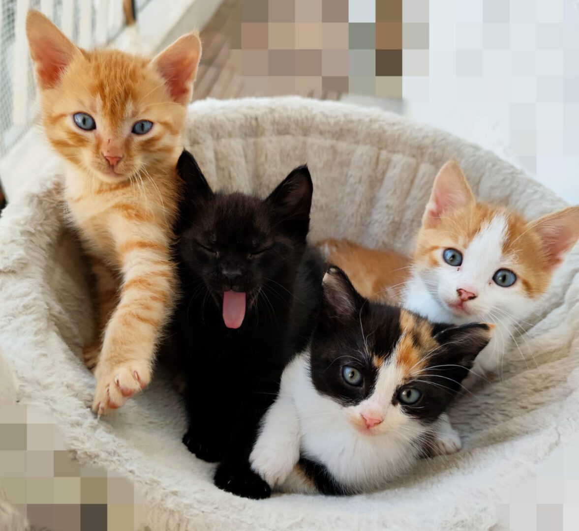 Vier kleine Katzenbabys schauen in die Kamera, bis auf eine schwarze Katze, die gerade gähnt. Eine Katze ist rotgetigert, eine komplett schwarz, eine schwarz-weiß-rot (eine Glückskatze!) und eine rot-weiß.