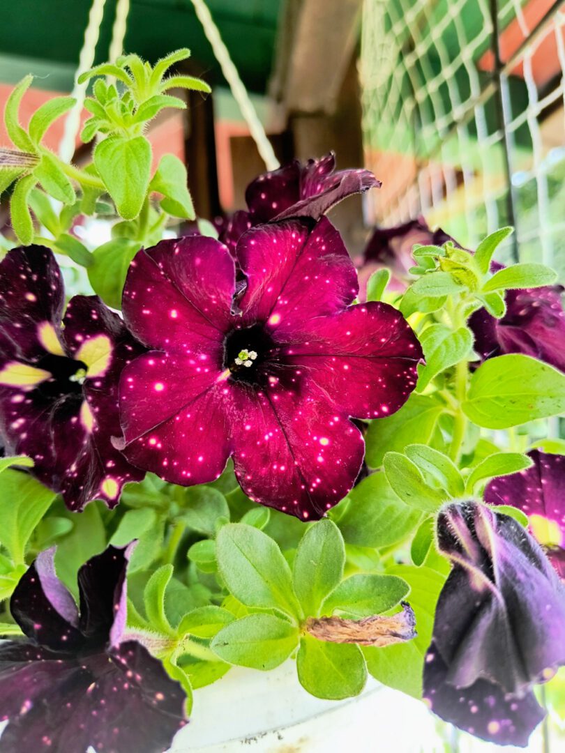 Rot-lila Blüte mit weißen Tupfen