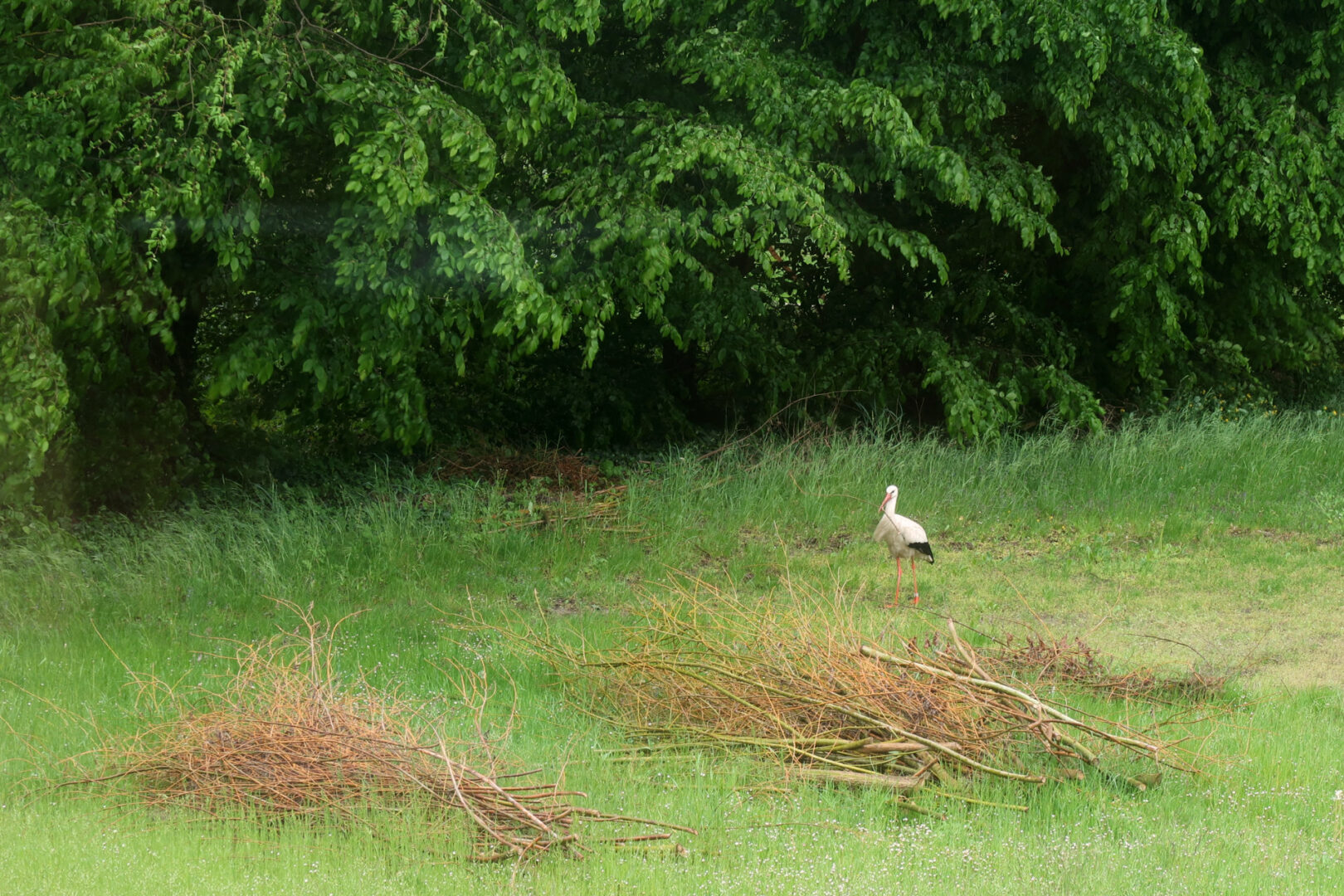 Ein Storch steht mit Ast im Schnabel auf einer Wiese