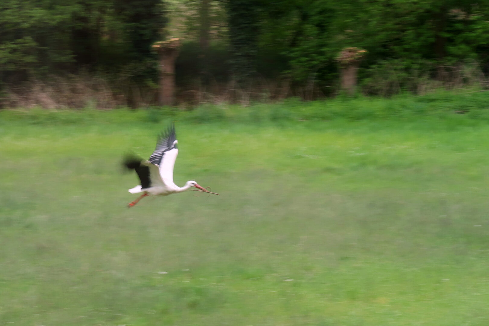 Der Storch ist gerade abgehoben und ich hab ihn im Flug erwischt. Der Hintergrund ist daher unscharf. Im Schnabel hat er noch immer den Ast.