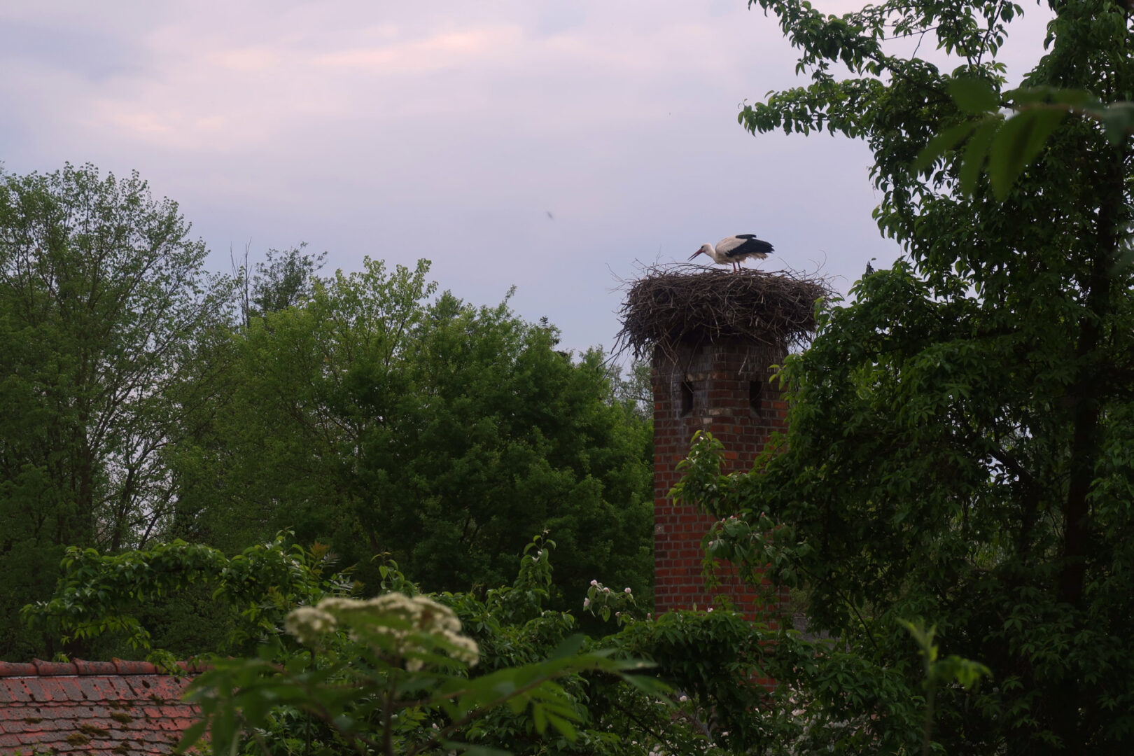Storch in seinem Storchennest auf dem Schornstein eines Burggebäudes