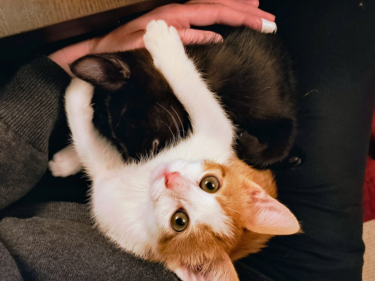 Eine weiß-rote und eine schwarze Katze liegen auf meinem Schoß. Ich habe sie von oben fotografiert. Die rot-weiße schaut direkt in die Kamera