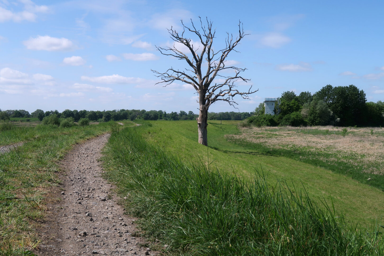 Foto auf dem alten Elbdeich: Im Vordergrund steht ein alter, toter Baum ohne Blätter, rechts im Hintergrund ein alter DDR-Grenzwachturm.
