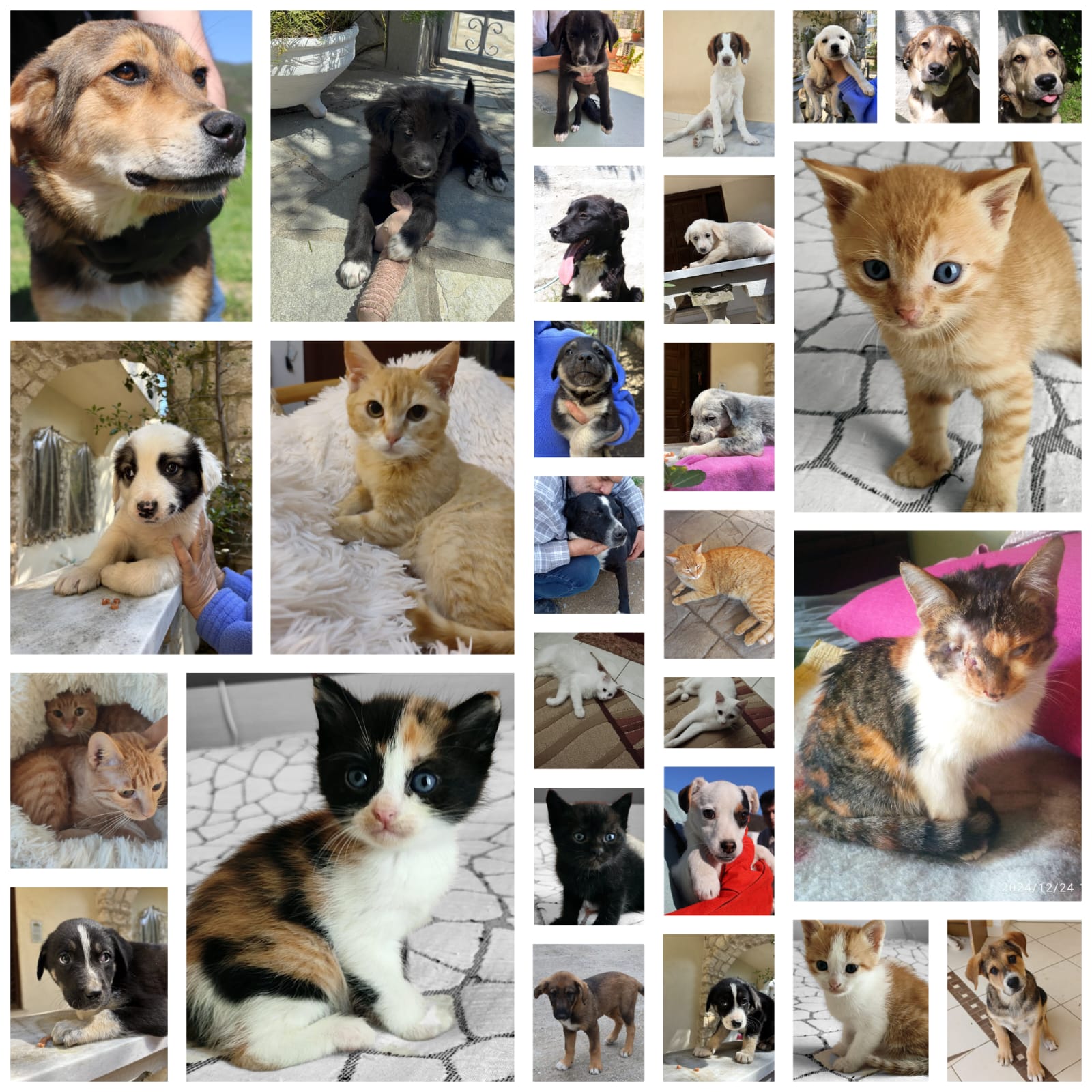 „All pets onboard 🐶❣️😺“