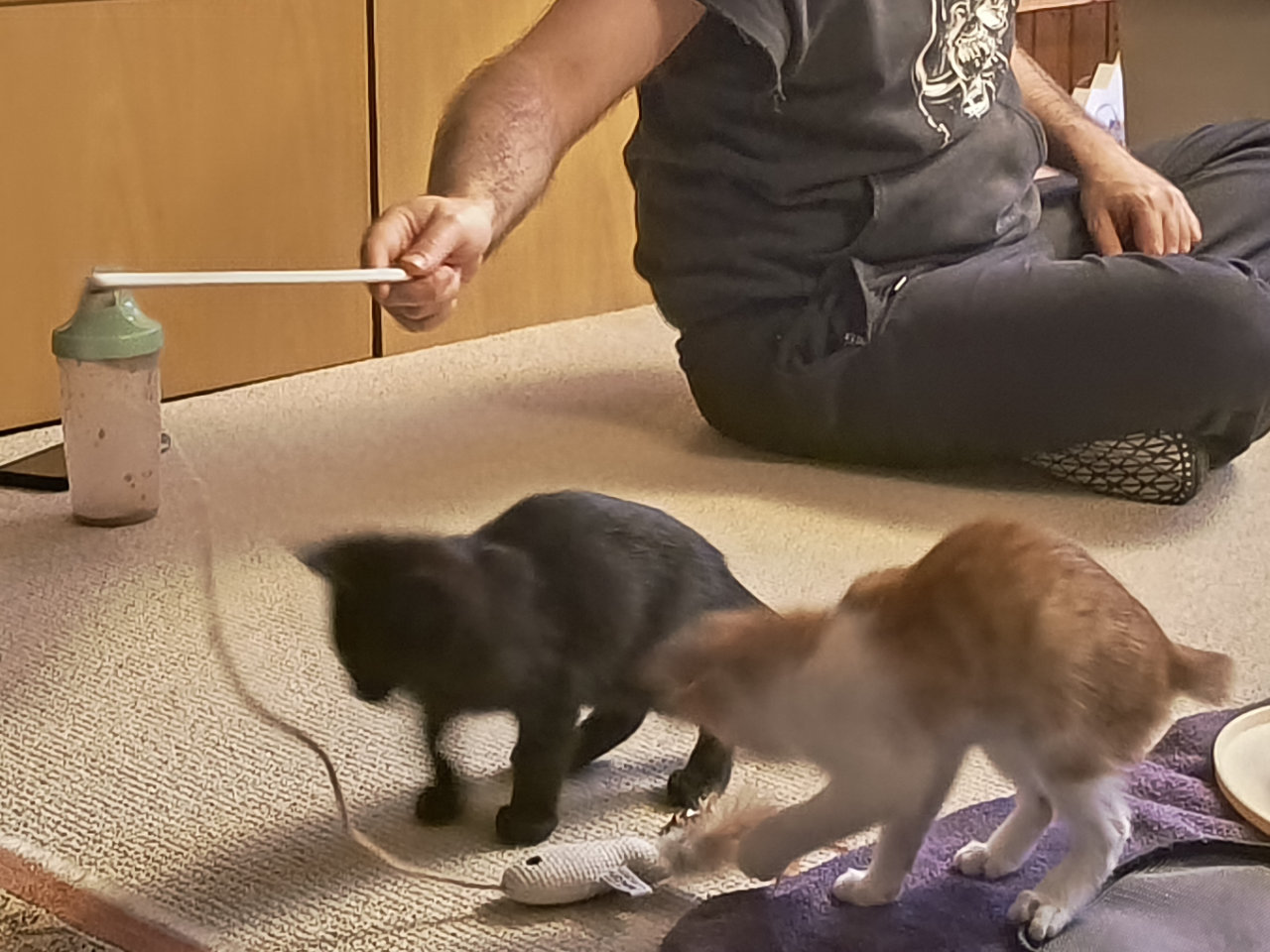 Im Hintergrund sitzt ein Mann, der eine Katzenangel in der Hand hat. Unsere beiden Katzen spielen mit dem Fisch am Ende der Angelschnur.