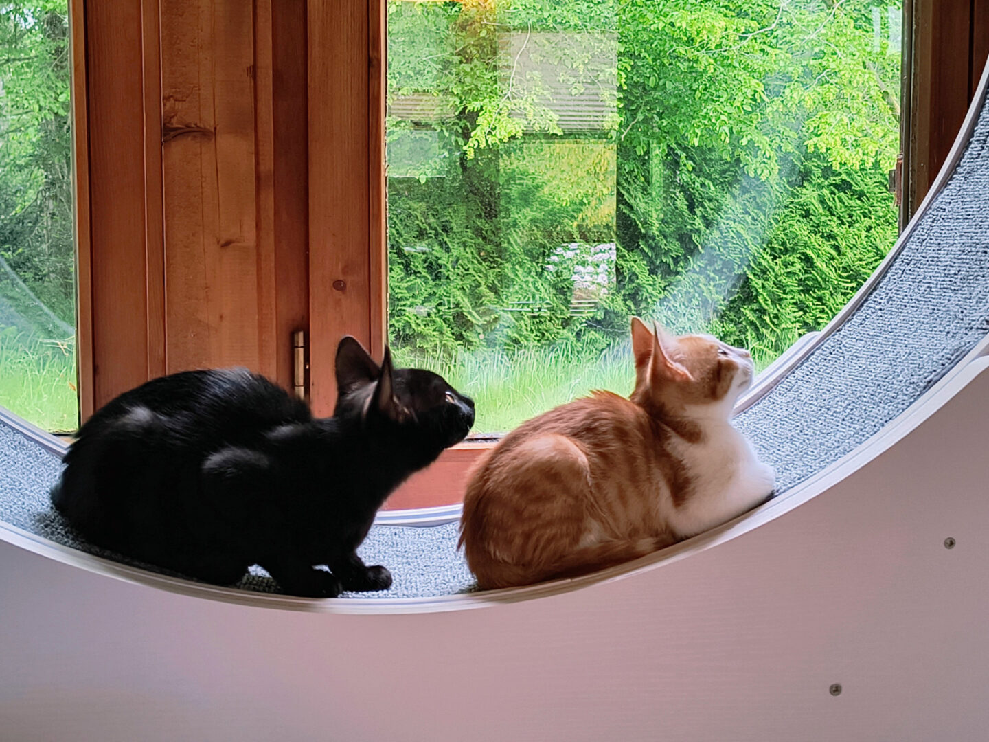 Zwei Katzen sitzen in einem Katzenlaufrad und schauen nach oben.