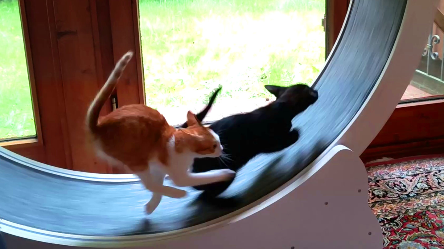 Katzenschleuder go! Aufbau und Test des Laufrads “Cat in Motion”