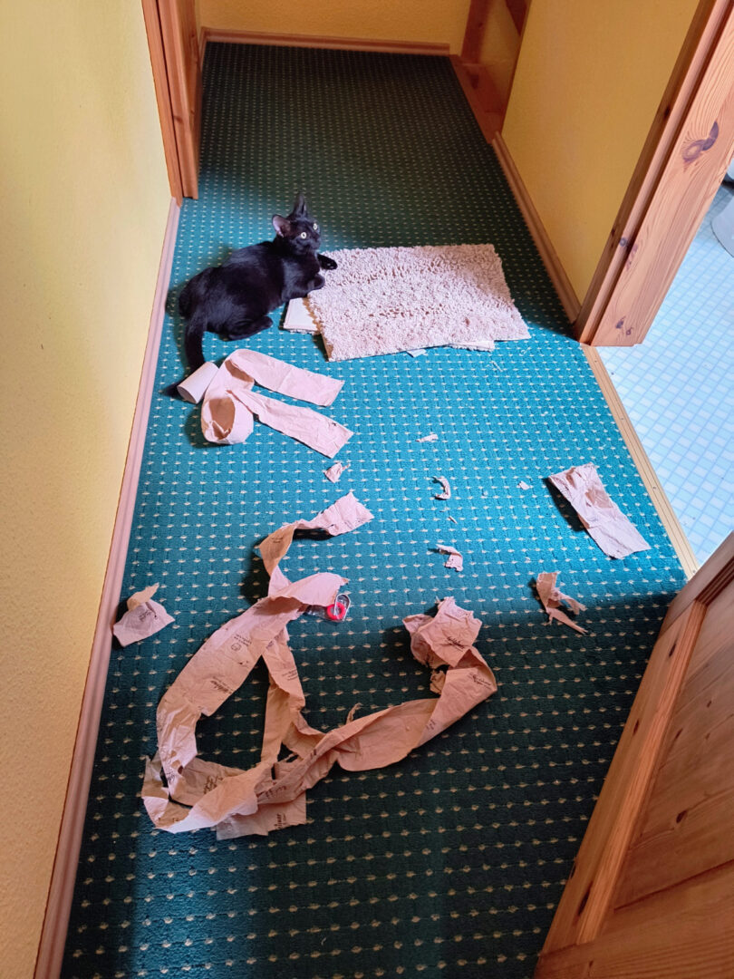 Blick von oben auf den Flur. Auf dem grünen Teppichboden liegen zerfetztes Klopapier, eine Fußmatte und der schwarze Kater Balu, der nicht in die Kamera schaut.
