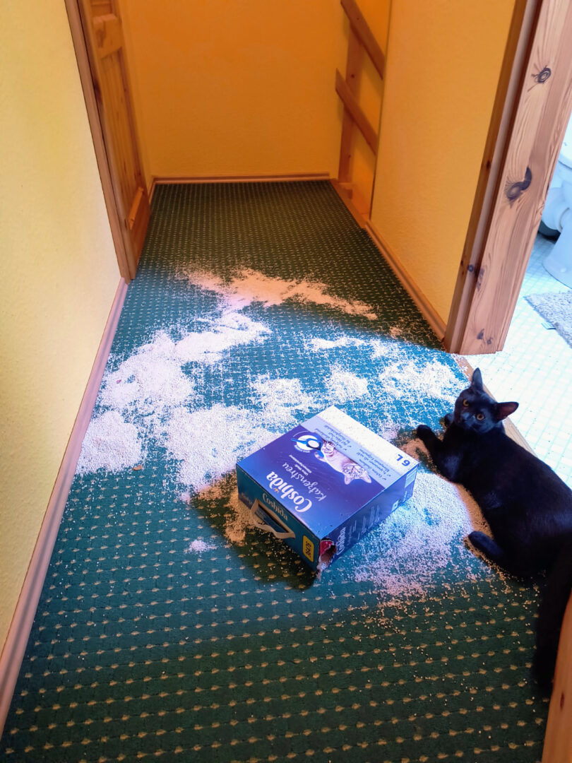 Auf dem grünen Teppichboden im Flur liegt großflächig verstreut Katzenstreu. Mitten drauf liegt die umgeworfene Katzenstreupackung, daneben der schwarze Kater Balu. Er schaut direkt in die Kamera.