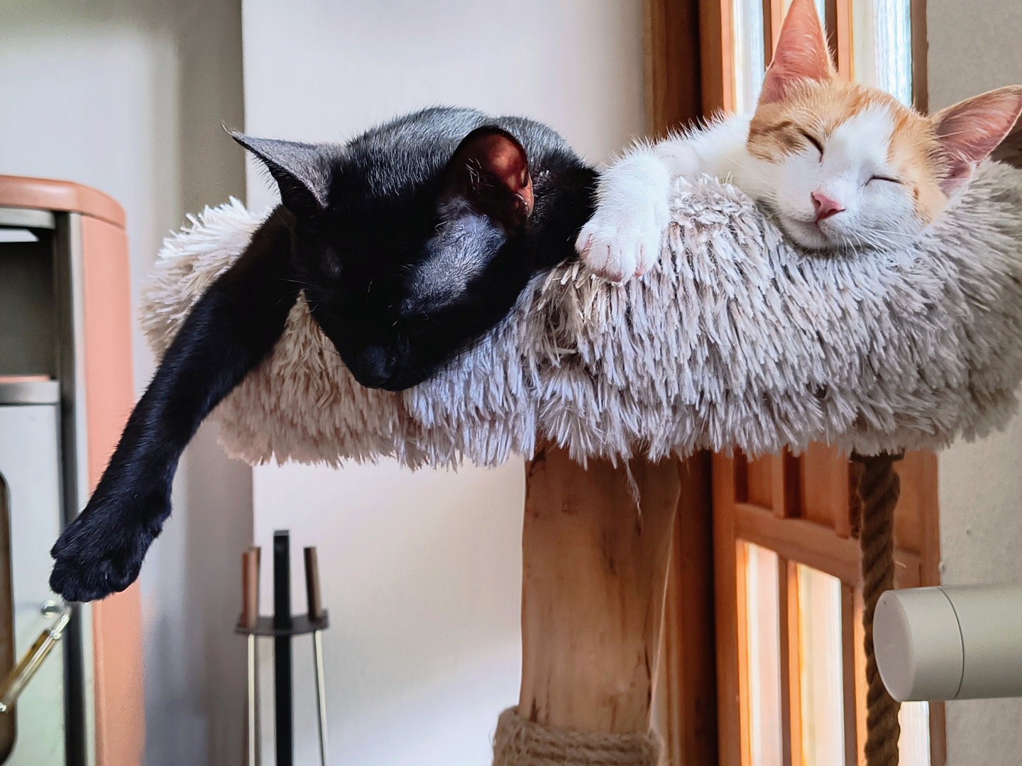 Zwei Katzen schlafen auf einem Kratzbaum. Sie lassen ihre Pfoten über den Rand hängen und kuscheln sich aneinander.