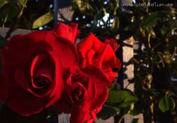Erstes Photo online von meiner neuen Kamera Fujifilm Finepix S6500FD: Rose im Sonnenuntergangslicht. Juni 2008