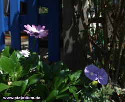 Blumenfoto mit blau-lilarosa-grün-Tönen. Irgendwie mag ich die Farben und Licht/Schatten :D 21. Juni 2008