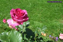 Mal wieder eine Rose. Im Moment wachsen ziemlich viele bei uns ^^ Ich mag die Farben, den Ausschnitt und die schöne Rose. 21.06.2008